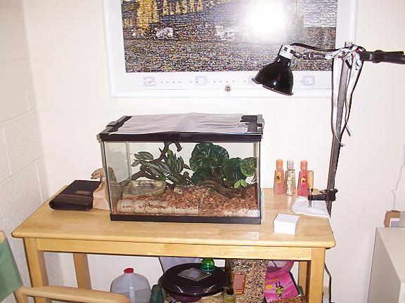 cage setup