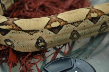 Jungle Boa