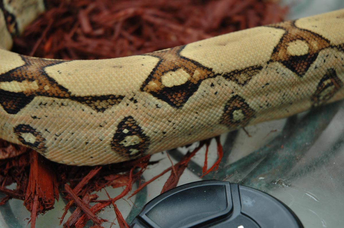 Jungle Boa