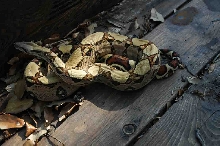 Male Jungle Boa