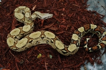 Jungle Boa