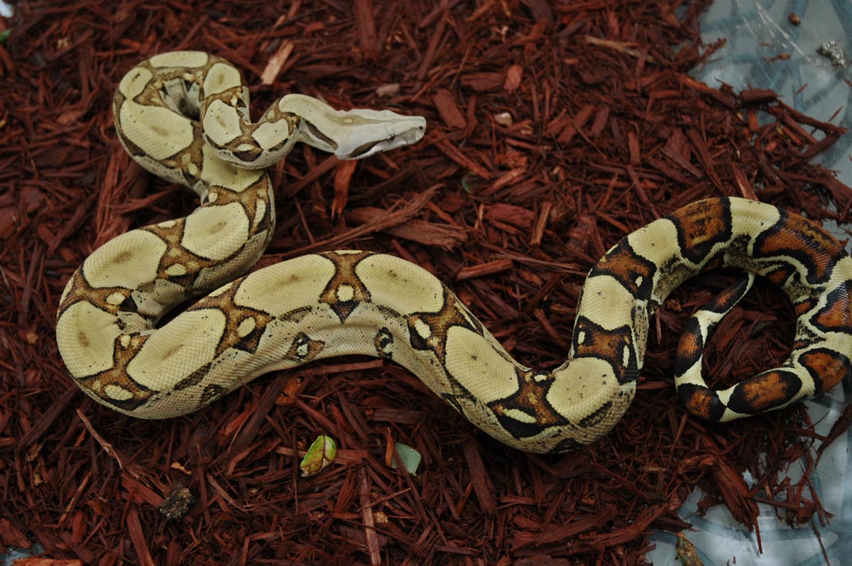 Jungle Boa