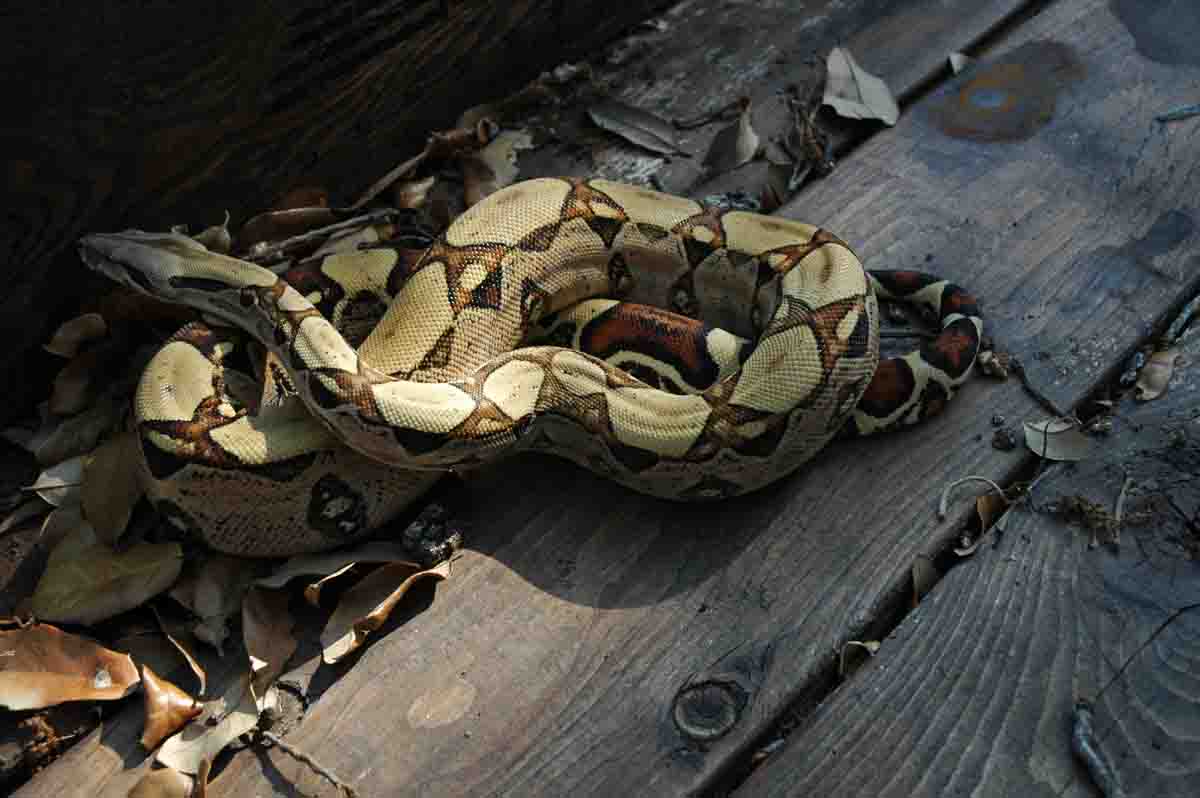 Male Jungle Boa