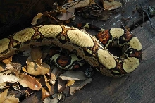Male Jungle Boa