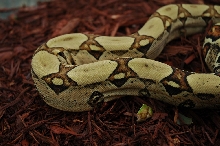 Jungle Boa