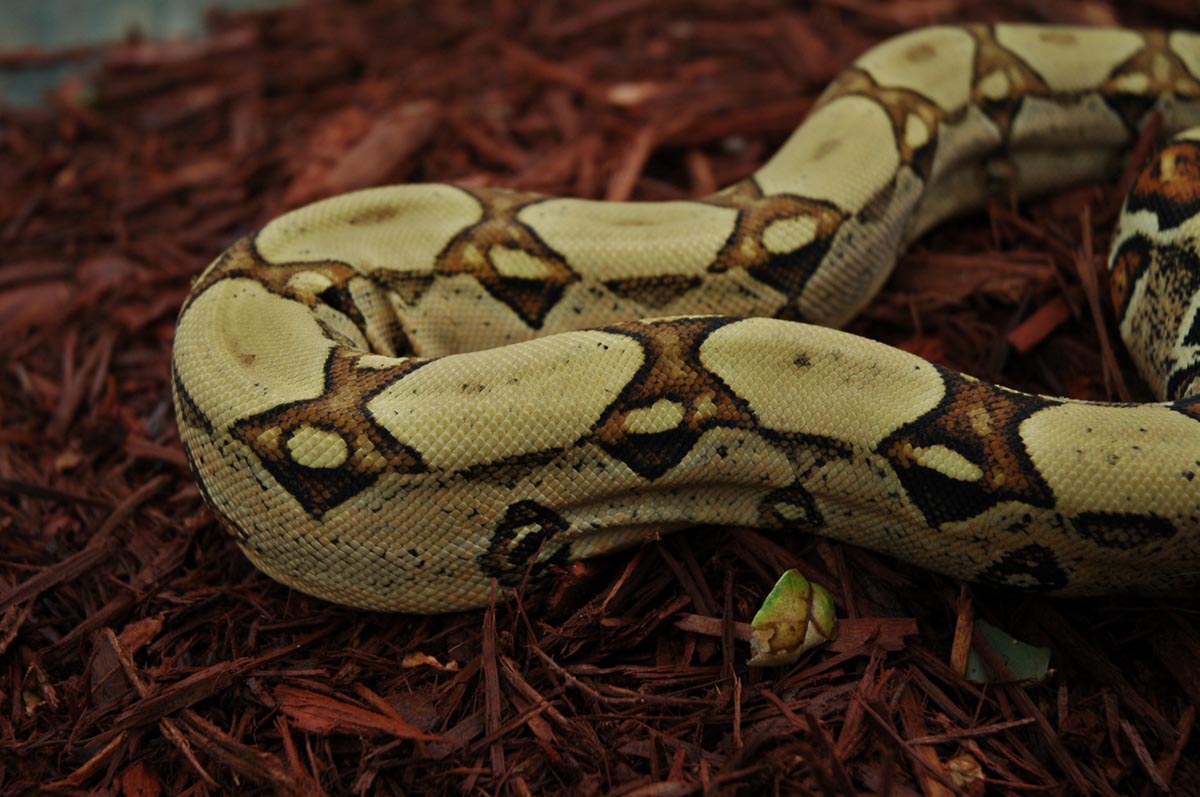 Jungle Boa