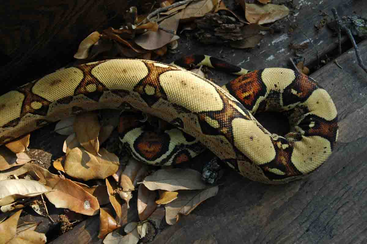 Male Jungle Boa