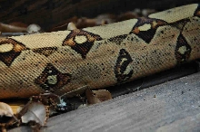 Male Jungle Boa