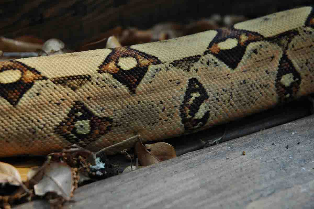 Male Jungle Boa