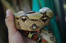 Male Jungle Boa
