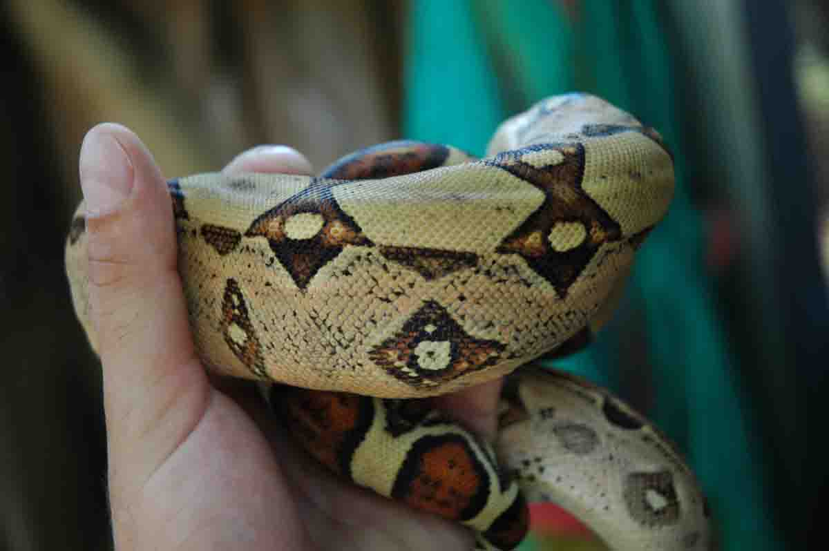 Male Jungle Boa