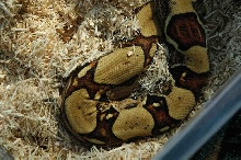 Male Jungle Boa
