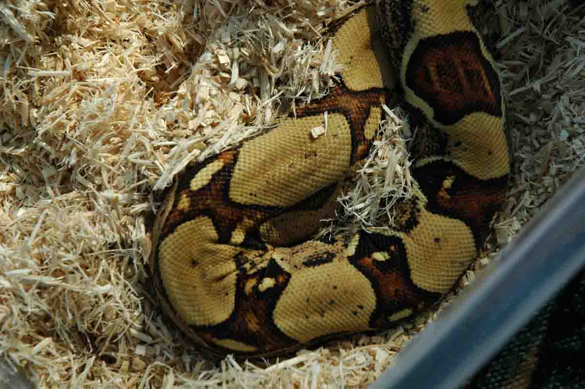 Male Jungle Boa