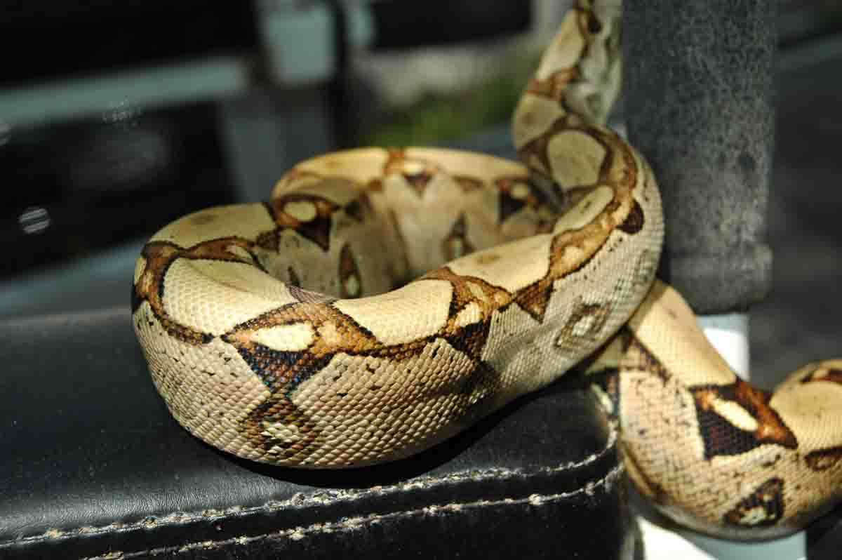 Male Jungle Boa