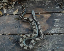 05 Male Motley