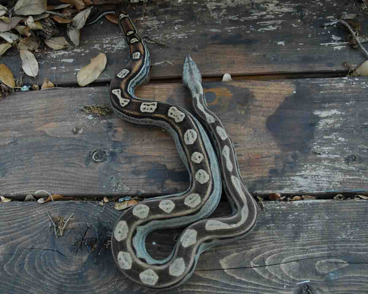 05 Male Motley