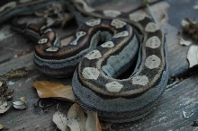 05 Male Motley