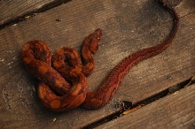 Blood Boa