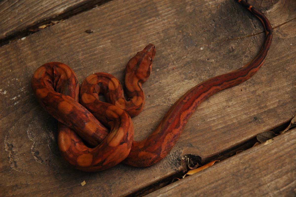 Blood Boa