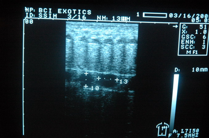 follicles at early stage