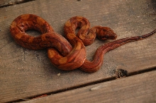 Blood Boa