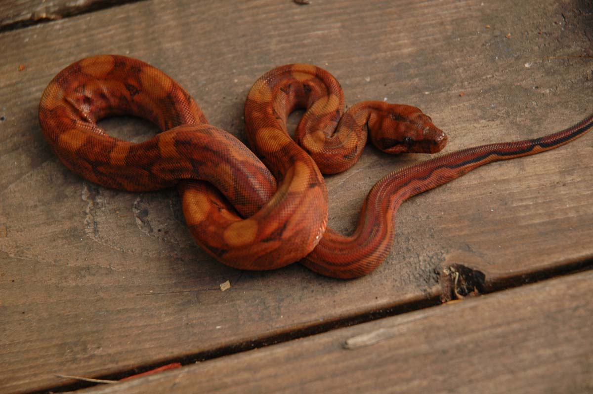Blood Boa