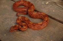 Blood Boa