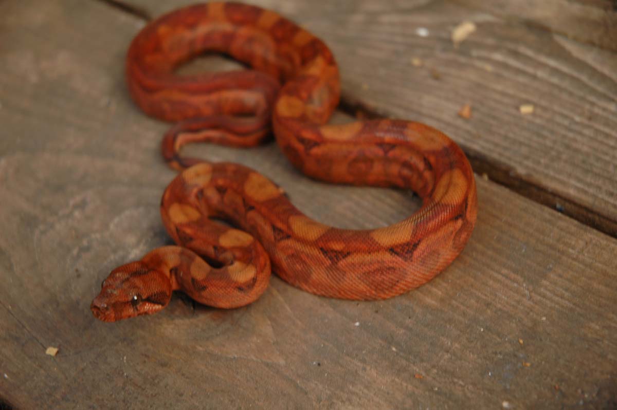 Blood Boa