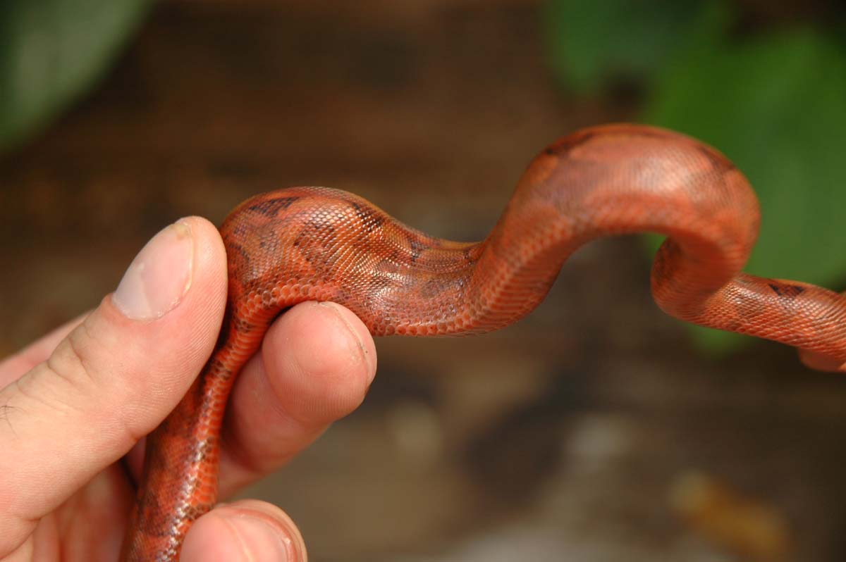 Blood Boa