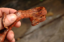 Blood Boa