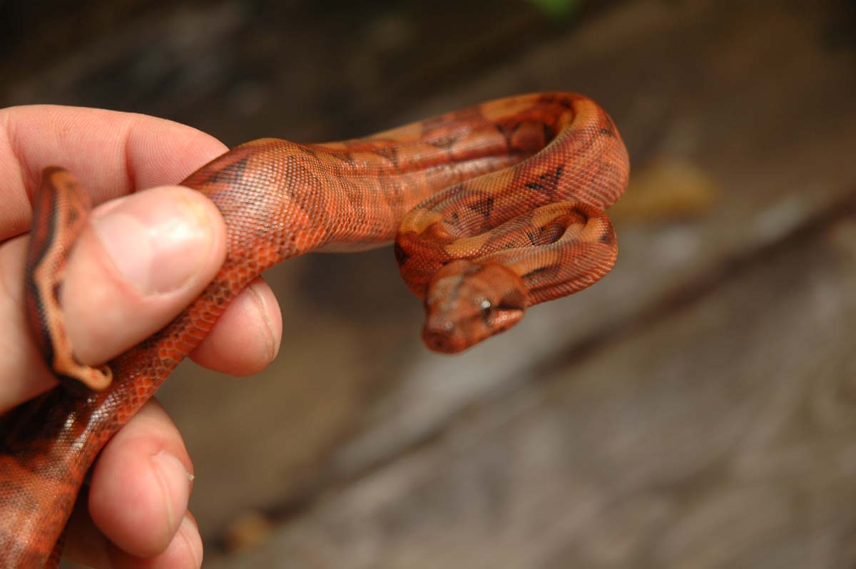 Blood Boa