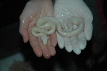Dbl Het Snow x Snow Offspring