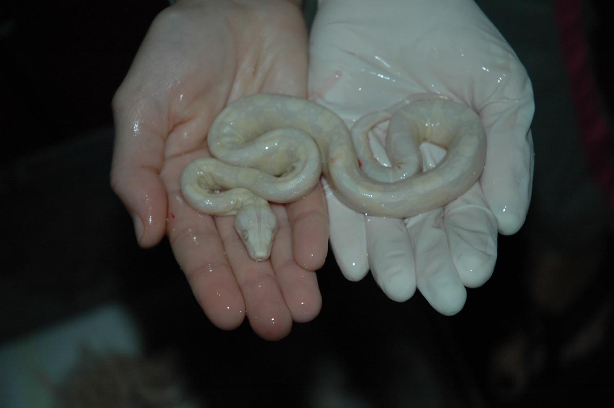 Dbl Het Snow x Snow Offspring