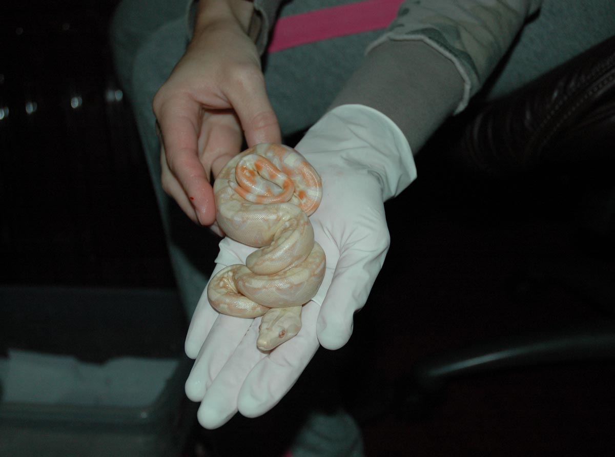 Dbl Het Snow x Snow Offspring
