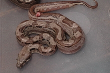 hypo motley