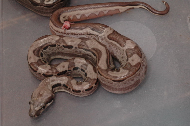 hypo motley