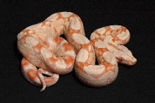 SGMOT litter - red albino 2