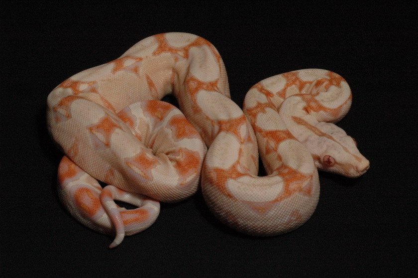 SGMOT litter - red Albino
