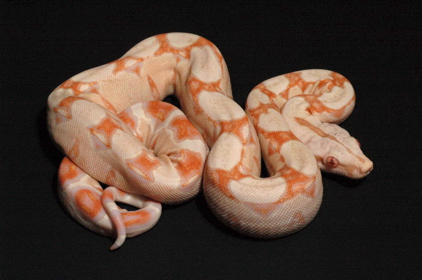 SGMOT litter - red albino 2