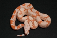 SGMOT litter - Red Sunglow