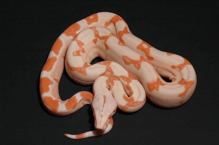 SGMOT litter - Red Sunglow