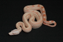 SGMOT litter - Albino Mot 2