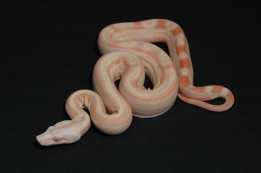 SGMOT litter - Albino Mot 2