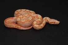 SGMOT litter - Sunglow Motley