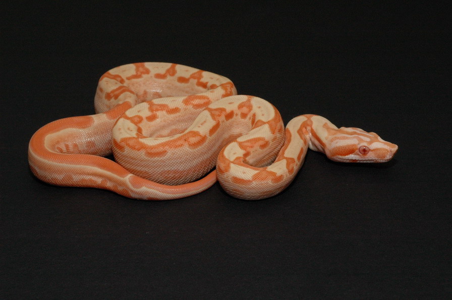SGMOT litter - Sunglow Motley