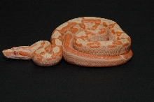 SGMOT litter - Sunglow Motley 2