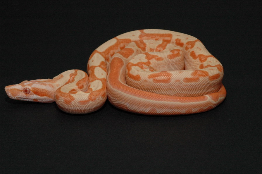SGMOT litter - Sunglow Motley 2