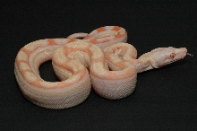 SGMOT litter - red Albino Motley