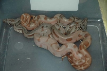 supersalmon litter