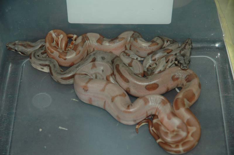 supersalmon litter